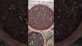 Easy germination of adenium seeds [upl. by Rama]