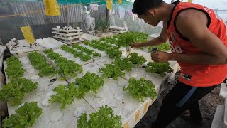 HOW TO START HYDROPONICS IN YOUR BACKYARD [upl. by Fin]