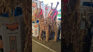 Corn Stalks Made Into Horse [upl. by Hussey]