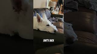 When your dog has Anaplasmosis youtubeshorts youtube germanshepherd [upl. by Ellie126]