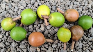 Pouteria arguacoensium  tasting a rare Lucuma  Eggfruit species [upl. by Manella503]