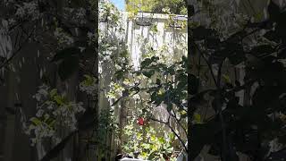 Star jasmines in tiny court yard front window view viralvideo flowergarden [upl. by Edwine]