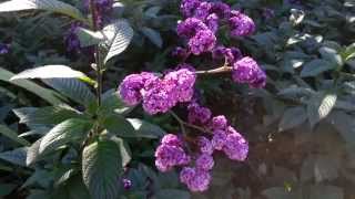 Heliotropium arborescens  Lord Roberts  cherry pie  Garden Heliotrope HD 01 [upl. by Aysan]