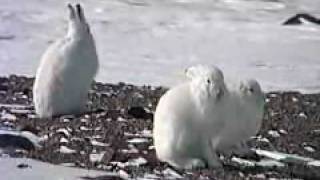 Un lièvre arctique avale ses propres boulettes fécales [upl. by Pacheco]