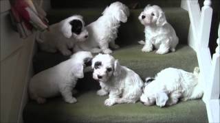 Sealyham Puppies on Stairs [upl. by Zosi420]