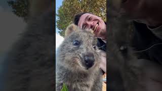 No quokkas were stolen in the making of this video 👀 shorts [upl. by Aneg]