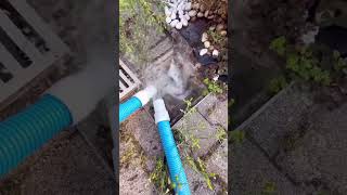 A man cleaned the swimming pool of his house shorts shortvideo [upl. by Kotto189]