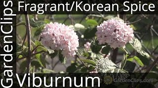 Fragrant Viburnum or Koreanspice Viburnum  Viburnum carlesii Aurora  How to Grow Viburnum [upl. by Saleem]