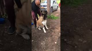 American akita gets angry 😤 [upl. by Loux]