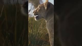 Mufassa The lion king trailer thoughts [upl. by Naesed]