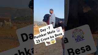 Day 7 Pushkar Mela 🎡  pushkar shorts pushkarmela trending minivlog [upl. by Alabaster]