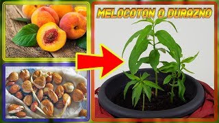 ⭕ Como Germinar Semillas de DURAZNO  GERMINAR MELOCOTON   Cultivo Paso a Paso [upl. by Colon]