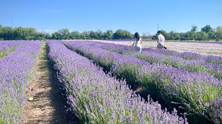 2024 Lavender Festival  Prince Edward County [upl. by Foy]