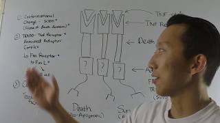 Tumor necrosis factor receptor signaling Biochemistry [upl. by Enahpets]