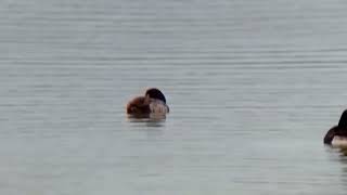 Scaup at Abberton Reservoir 151223 [upl. by Zeus]