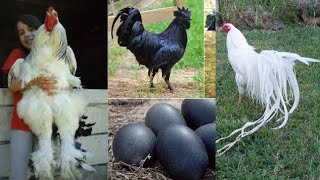 15 Most Beautiful Fancy Chicken Breeds Commonly Found in Pakistan  Fancy Hen Farming [upl. by Cesare]