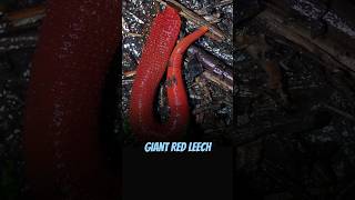 The Kinabalu red leech  The worlds largest leech natureexploration wildlifedocumentary [upl. by Arman794]