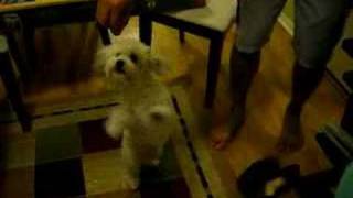 havanese circus training [upl. by Ern]