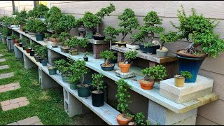 Impromptu Backyard Bonsai Tour by Little Jade Bonsai [upl. by Menzies]