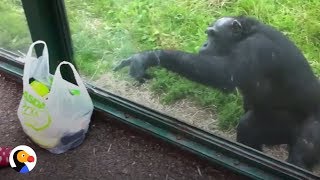 SMART Chimp Asks Zoo Visitors For Drink  The Dodo [upl. by Etnoled]