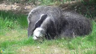 Espèce inédite en RhôneAlpes  un fourmilier au Safari de Peaugres [upl. by Ahsit828]