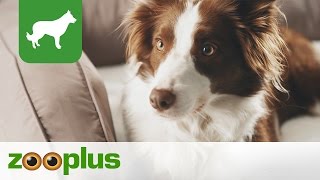 Hundebett  Orthopädisches Hundesofa  zooplus [upl. by Arodnahs]