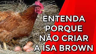 Entenda porque EU NÃO VOU MAIS criar a raça isa brown [upl. by Westerfield]