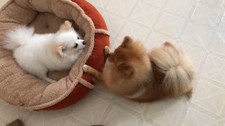 Cute Pomeranian Puppys Barking noises  funny moments [upl. by Naie430]