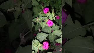 4 O clock flower  Mirabilis jalapa howtogetsuccessinlife successslife biology getsuccess [upl. by Glassco]