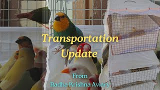 Weekly Exotic Birds Transportation Video from RK Aviary  Buy Your most wanted Exotic Birds online [upl. by Nekial229]