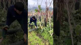 Green skinned wax gourd harvesting process [upl. by Lorianne]