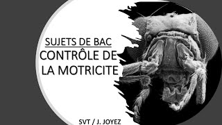 SUJETS BAC MOTRICITÉ 1 [upl. by Crandell]