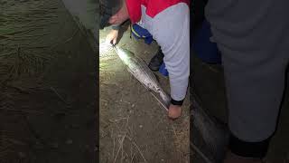 fishing striped bass catch and release [upl. by Eelatsyrc501]