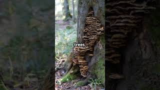 The Fungi That Eat Entire Forests [upl. by Decca]