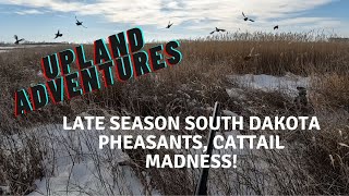 South Dakota late season pheasants Cattail madness [upl. by Samy]