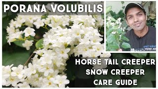 Porana volubilis Flowering Vine Care Guide  HorseTailSnow Creeper  Nandanam Exotics  By Nirmal [upl. by Onek420]