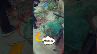 Rescue mission of Rabies dog 🦊 dogvaccination doglover pets funny [upl. by Fons149]