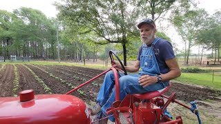 WEED FREE Garden Yellow Wax Beans  Danny Corn  Farmall Cub [upl. by Rahas]