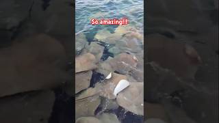 Stingray shortvideo travel soamazing maldives travelmaldives [upl. by Mellisent]