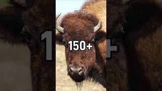 Spain’s Reintroduction of European Bison shorts [upl. by Auqinal]