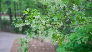 White fringetree Chionanthus virginicus  Plant Identification [upl. by Siri]