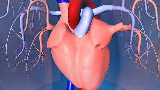 Human heart lungs arteries and veins [upl. by Asiulairam350]