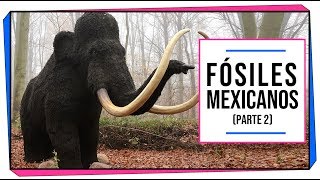 ¿Qué fósiles han sido encontrados en México Parte 2  CIENCIA A LA MEXICANA [upl. by Legnaleugim2]