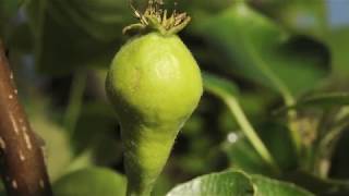 Pear flower opening to fruit swelling time lapse filmed over 8 weeks [upl. by Vladamar]