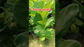 ficus lyrata shortvideo supersale agriculture supershorts short ficusplant fiddleleaffig [upl. by Eiddam]