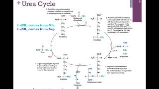 144Urea Cycle [upl. by Adnilra]