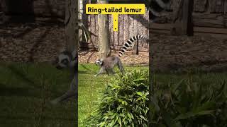 Ringtailed lemur ringtailedlemur lemur shortsfeed ytshorts yoitubeshorts wildlife [upl. by Nyloc29]