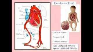 CIRCULACION FETALmpg [upl. by Zeb]