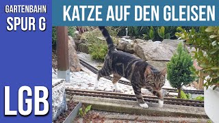 Katze auf der Gartenbahn [upl. by Amihsat]