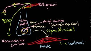 Clostridium botulinum pathogenesis [upl. by Blackstock903]